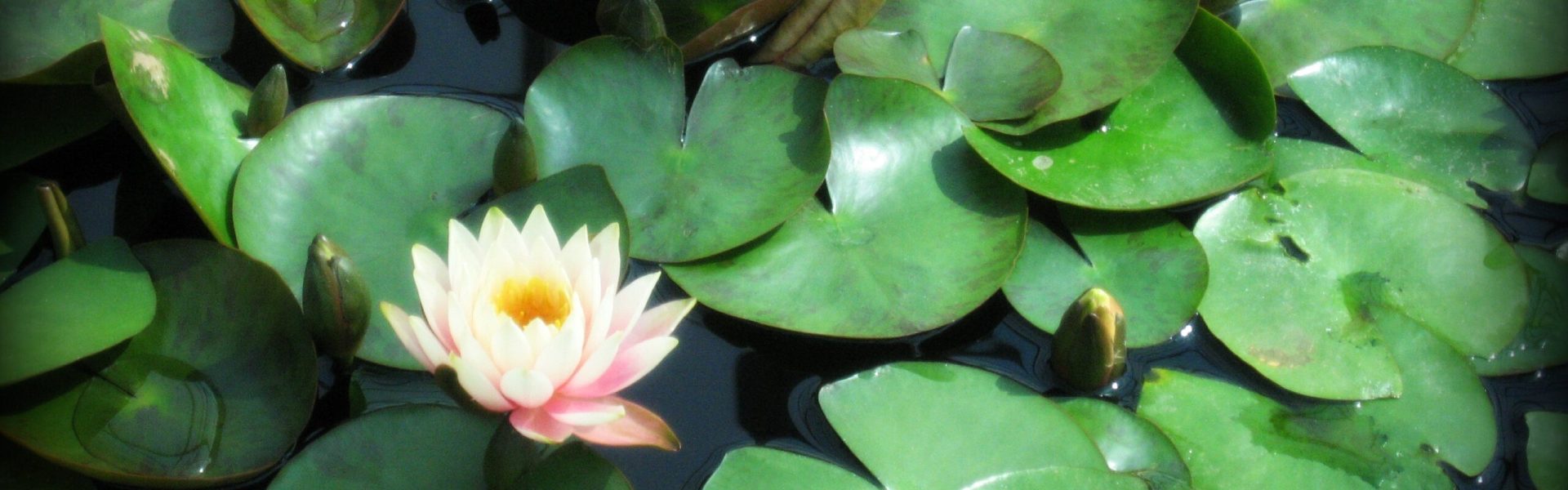 waterlily